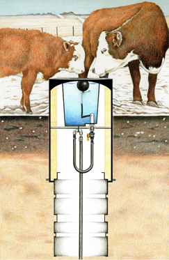 Example of cattle using freeze-resistant stock tank